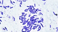 Microbes essential for human health can survive the stress of spaceflight. That's great news for astronauts