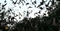 Nature: Bats in Texas