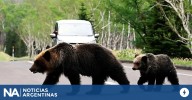 Récord en Japón: siete muertos por ataques de osos en lo que va del año