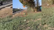 Dog Waits Beside California Freeway Ramp For Days Until Help Finally Arrives