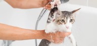 Bañar a tu Gato: Si o No