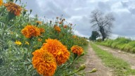 Día de Muertos: productores de cempasúchil San Francisco Putla aceleran cosecha ante lluvias