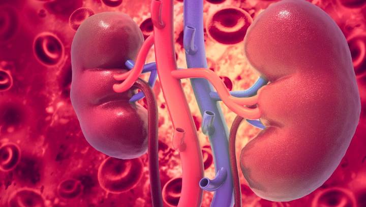Kidney Blood Type Changed From A To O Before Transplant, Bringing Universal Organs A Step Closer
