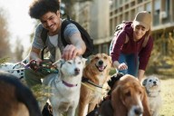 Tu perro no te chupa por amor: esta es la razón