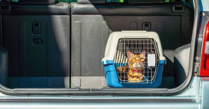 Vet says there's little-known method you should use to get cat into a carrier