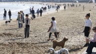 La famosa presentadora a la que "le ha explotado el corazón de alegría" con sus perros en la playa de San Lorenzo, en Gijón