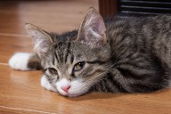 Los comportamientos de su gato que pueden alertar de grave enfermedad