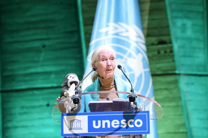 ‘Jane Goodall was ahead of her time’: Indian primatologists pay tribute as legendary counterpart passes into eternity