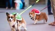 Tour de Corgi returns Oct. 4. What to expect