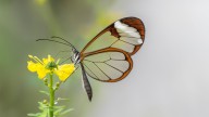 15 Butterfly Species to Spot on (Almost) Every Continent