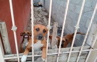 FGE reporta casi 600 denuncias por maltrato animal