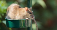 Simple homemade spray will keep rats and mice away from your garden this autumn