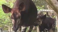 Meet the new Okapi baby at the San Diego Zoo