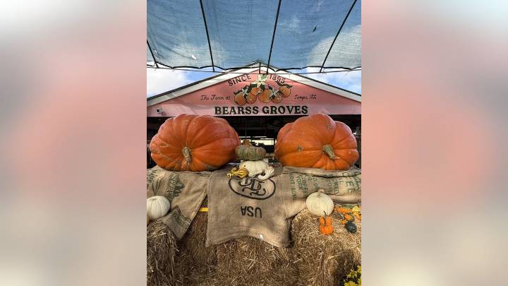 Bearss Groves saves annual Fall festival with giant 'twin pumpkins'