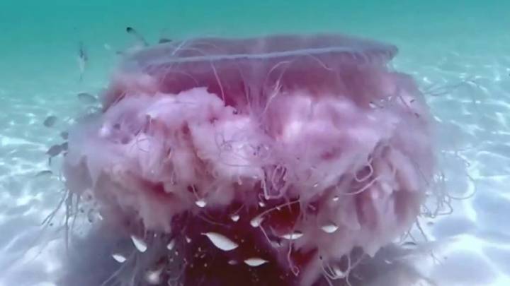 The rare pink meanie jellyfish gives Texas beachgoers a once-in