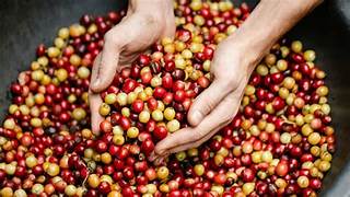 Récord de cosecha de café en Colombia, pero advertencia de caída futura