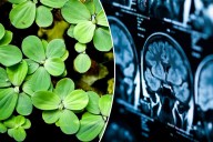 This little-known plant could keep your brain young: study