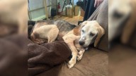 Senior Beagle In California Finds Joy And New Beginnings After Years Of Cruelty
