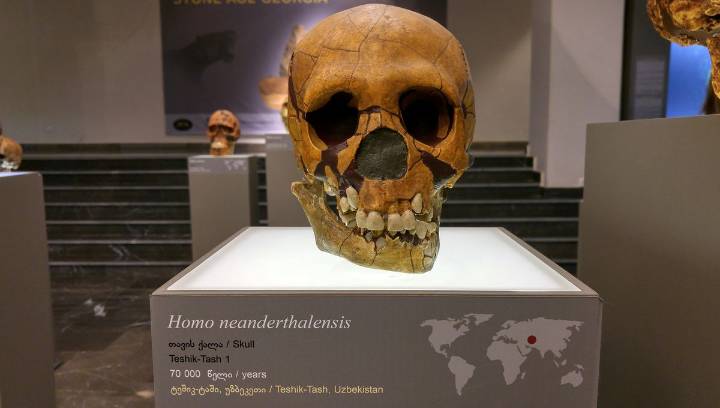 Hidden Cost Of Human Hybrids: A Neanderthal Gene Variant May Have Undermined Their Survival