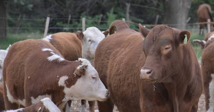 Torazo en rodeo ajeno: el Angus que llegó a donde todo era Hereford en Valle Azul