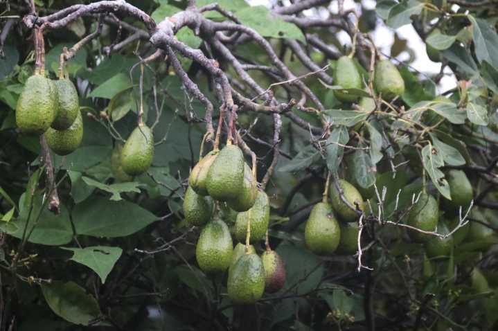 Tres municipios, libres de barrenadores del aguacate