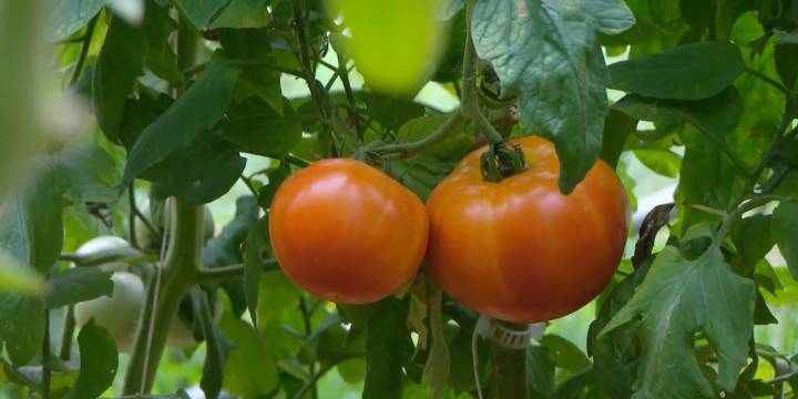 Study shows Iowa food farmers had a $66.5M economic output