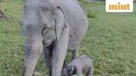'Mayabini’: Kaziranga's newborn elephant calf named after Zubeen Garg' song