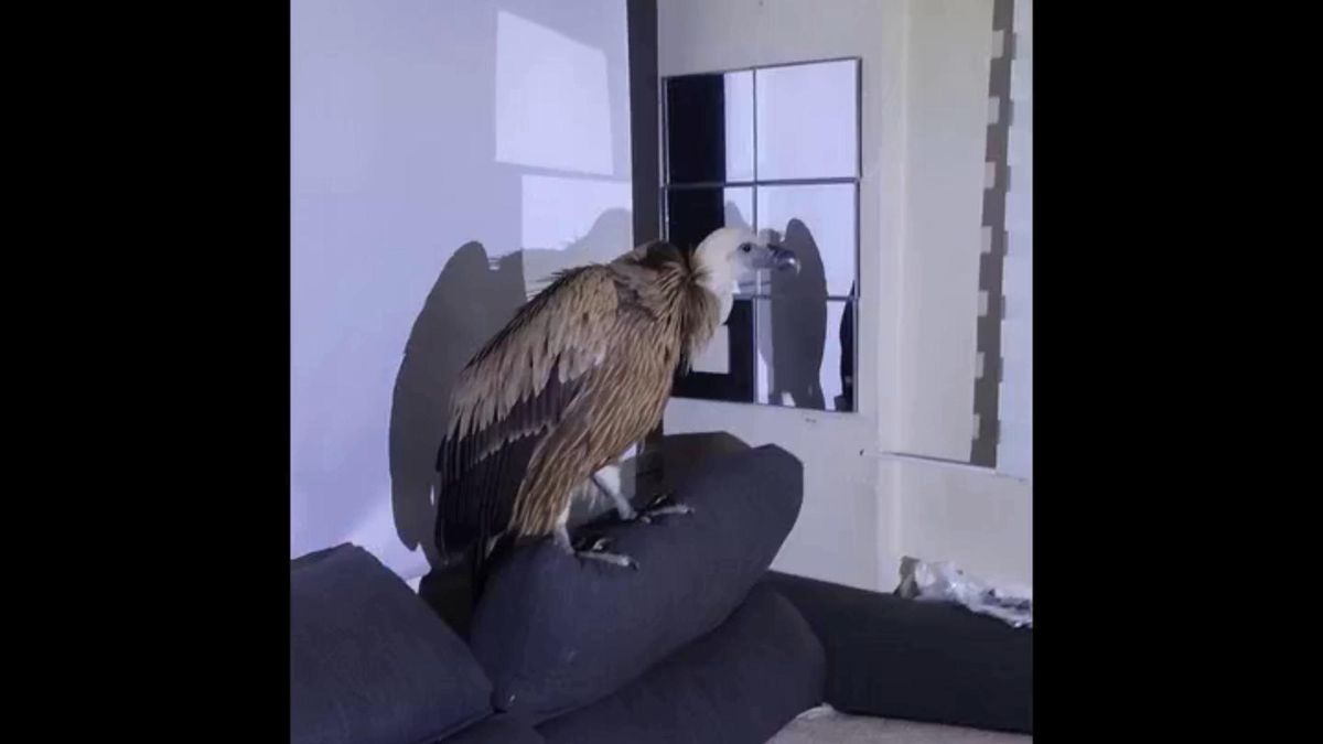 Un intruso que se instala en el sofá: un buitre leonado se cuela en una vivienda del centro de Torrevieja