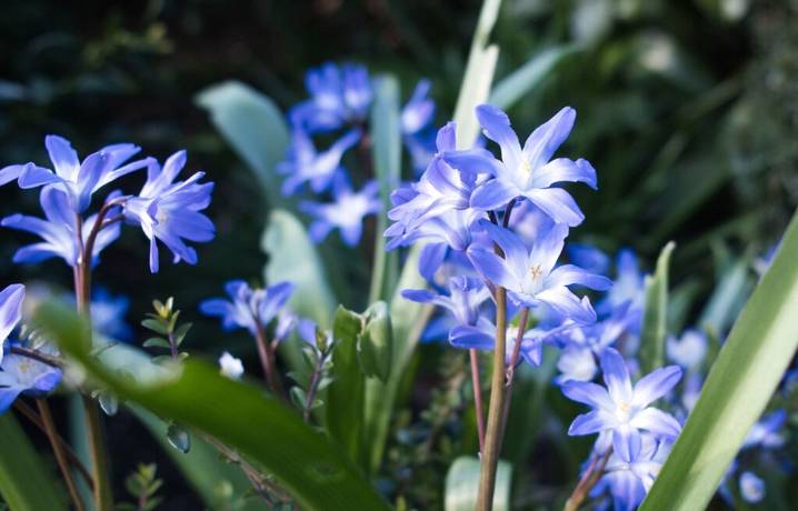 Cuándo cultivar esta planta que ofrece un regalo inolvidable: florece en Navidad