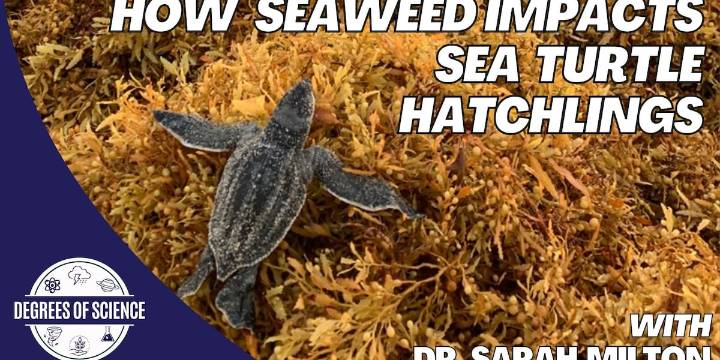 Degrees of Science: Seaweed Impacts on Sea Turtles