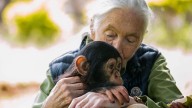 Muere Jane Goodall, la mujer que amaba a los chimpancés