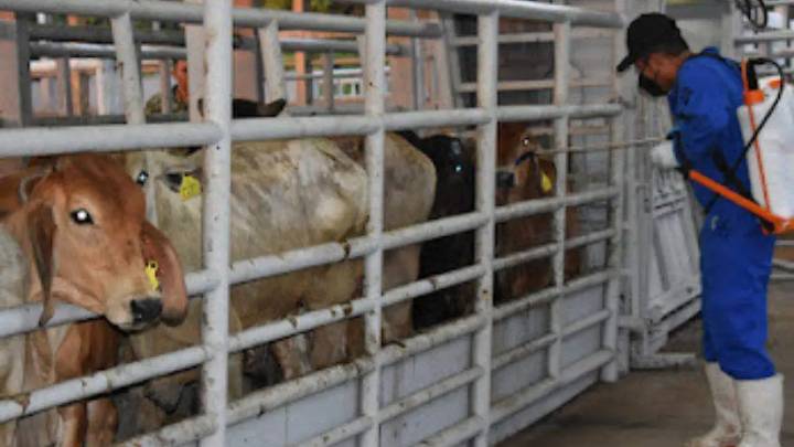 Se registra nuevo caso de gusano barrenador en Montemorelos, Nuevo León