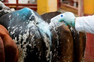 México apuesta por nueva planta para combatir al gusano barrenador