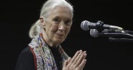 Environmentalists, politicians, celebrities recall life and influence of primatologist Jane Goodall