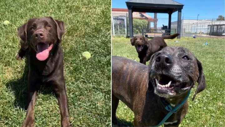 Family Asks California Shelter To Euthanize Two Healthy Dogs, Then Leaves Without Looking Back