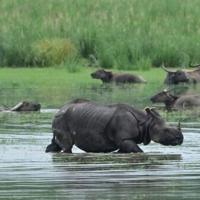 Wildlife flee as floods swamp Indian parks