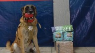 Lo hizo de nuevo. Noah, agente canino de la Policía de Torreón, detecta caja con droga en paquetería