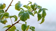 How To Winterize Your Raspberry Plant For A Stronger Harvest Next Summer