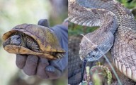 Reubican a más de mil especies de flora y fauna