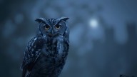 Why Seeing Owl On Diwali Is Considered Auspicious | Mythology And Beliefs Explained