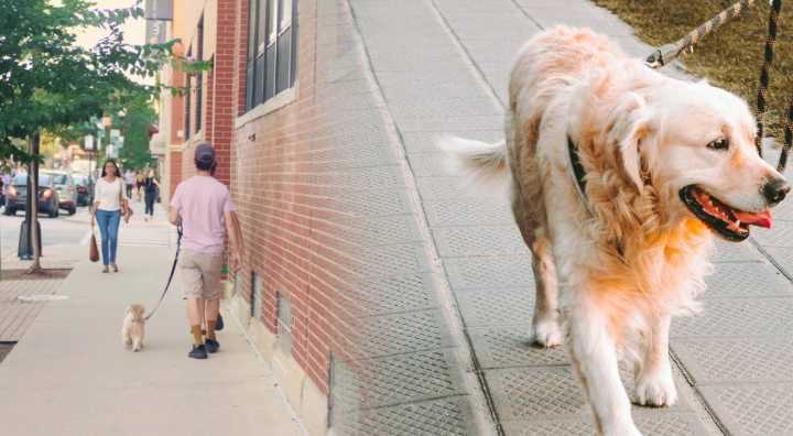 Buenas noticias para inmigrantes: en esta ciudad de EE. UU. se ofrece el servicio de paseo de perros gratuito