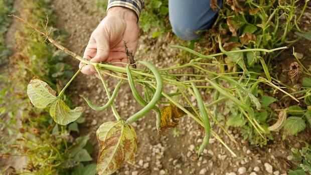 Environment Canada issues frost advisory for parts of Niagara, Halton, Peel and Chatham
