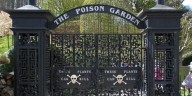 Mandrágoras, ortigas letales y leyendas espeluznantes en Inglaterra: así es el jardín venenoso más peligroso del mundo