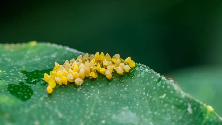 What Pest Is Laying Eggs On Your Garden Plants
