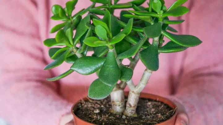 Por qué se caen las hojas de mi árbol de jade en primavera