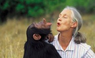 Murió Jane Goodall, la bióloga que mejor comprendió a los chimpancés