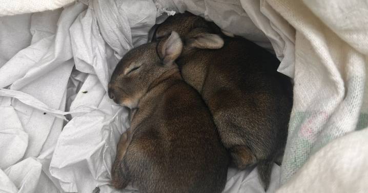 Edinburgh Airport security staff find two new-born rabbits 'with no mother in sight'