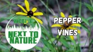 Next to Nature (Pepper Vine)