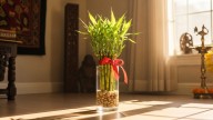 Vastu Tips: This Plant Can Bring Home Positive Energy, Luck And Welcome Goddess Lakshmi