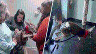 WATCH: You'll get a kick out of this kangaroo getting a chiropractic adjustment